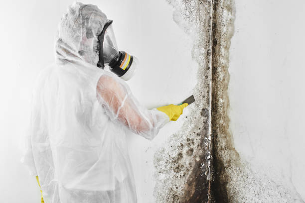 Grand Blanc, MI Mold Removal Company