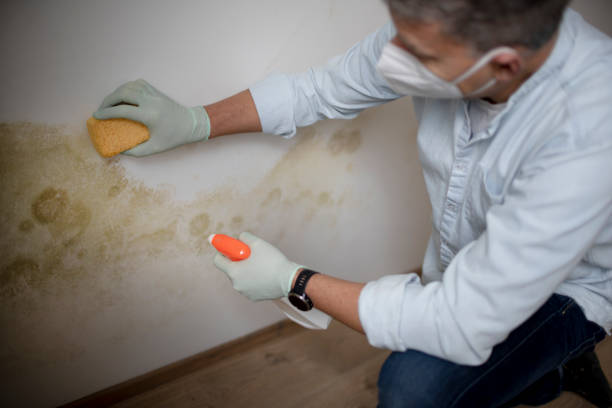 Best Mold Removal Company Near Me  in Grand Blanc, MI