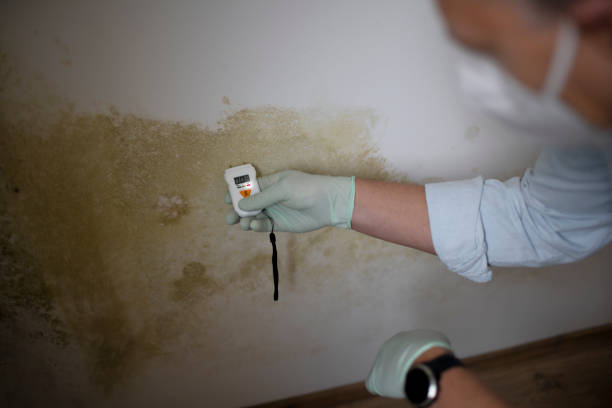 Best Black Mold Removal  in Grand Blanc, MI