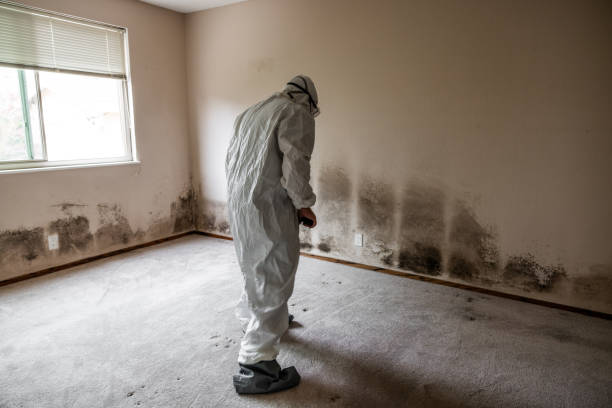 Best Attic Mold Removal  in Grand Blanc, MI