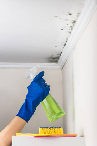 Mold Testing and Removal in Grand Blanc, MI