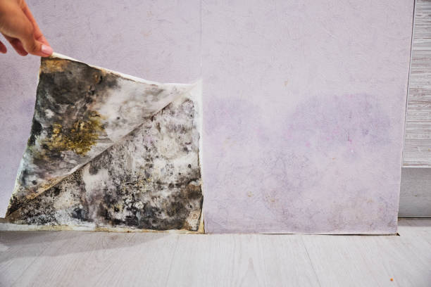 Best Home Mold Removal  in Grand Blanc, MI